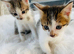 Adorable kittens