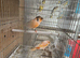 Cage n aviary birds