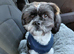 Male shih tzu for sale