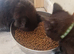 2 British shorthair x boys