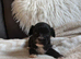 Yorkipoo puppies