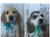 Adorable well socialised Chunky , Strong Cockador pups