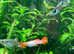 Mixed guppies 2-3 cm; Small size guppy Fry. Fast delivery within mainland UK. in Croydon