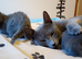 Russian Blue kittens - ONE Girl left