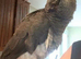 African grey parrot good talker inc cage all toys