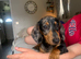Miniature Dachshund Apollo