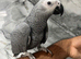 Friendly Baby HandReared Super Tame Cuddly Male African Grey Parrot,15