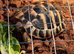 Herman’s tortoise And set up stourbridge