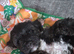 MEET THE CAVORKIES! 3 BOYS READY TO STEAL YOUR