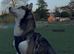Siberian husky for sale
