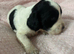 cocker spaniel pups for sale