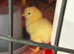 Hybrid chicks days old looking for new heat plates