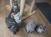 British Shorthair Kittens