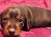 Beautiful chocolate n tan dachshund girl puppies