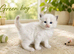 Stunning Ragdoll kittens TICA