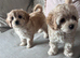 Ready now Cavapoochon pups