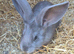 Pure giant continental rabbits