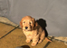 Cockerpoo pups ready now. Caramel colour