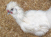 Silkie rooster