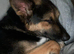 4 year old max gsd x kelpie