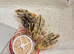 Baby quail