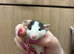Gorgeous pedigree dwarf rat pups