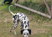 Gorgeous Dalmations for sale