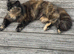 Calico cat and ginger cat for rehoming