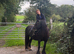 Beautiful super safe mare