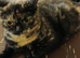 For Tortoise Shell Cats lovers. Ready on July.