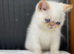 2 Beautiful exotic kittens
