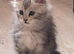 Gorgeous GCCF Registered Maine Coon Kittens for Sale
