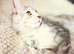Beautiful Pedigree Maine Coon Girl - Blue Silver Tabby