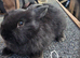 Mixed breed baby rabbits