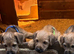 Jack Russell x Border Lakeland puppies