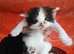 Beautyful, fluffy, kittens.