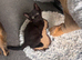 Male kitten Ready now