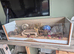 Hamster and enclosure