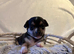Girl & boy chihuahua puppies for sale