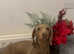 Flynn up for stud duties