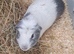 Male guinea pig and cage
