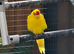 beautiful buttercup kakariki