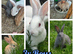 Baby Rabbits Ready for Their Forever Homes