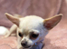 KC Registered Pedigree Chihuahua Puppies