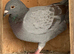 Racing racer blue check Indigo red bar pigeon 2026 RPRA ring