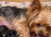 Beautiful Yorkshire terrier