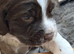 Beautiful KC-Registered Springer Spaniel Puppies &ndash; 2 Boys & 1 Girl Available