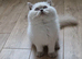 Lilac point British shorthair boy