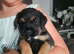 LAST BORDER TERRIER GIRL