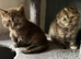 Scottish Fold Kittens